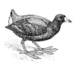    6 inch x 4 inch Greeting Card Line Drawing Coot