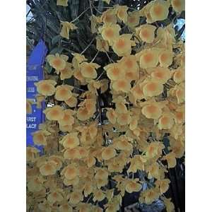 Dendrobium aggregatum var Jenkensii 1027 Grocery & Gourmet Food