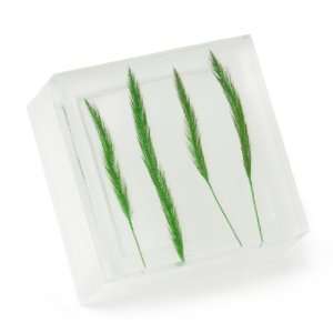  Zodax TH 1356 Clarity Embedded Foxtail Grass Box, 3 by 3 