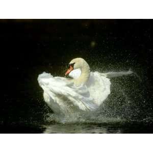 Mute Swan, Cygnus Olor Bathing Showing Water Spray Notts Stretched 