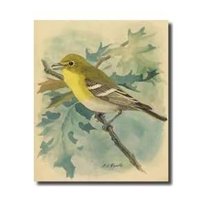  Yellowthroated Vireo Giclee Print