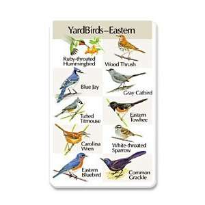    Identiflyer Songcard   Eastern Yardbirds Patio, Lawn & Garden