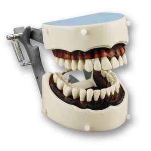  Dental Hygiene Dentoform 