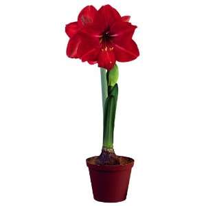  Amaryllis BAMBARA ® Patio, Lawn & Garden