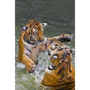  Tigers Play Fighting in Water, Indochinese Tiger or 