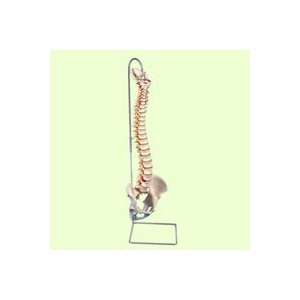 Lifetime Flexible Spine Model  Industrial & Scientific
