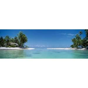  Palm Trees on the Beach, Tikehau, French Polynesia Premium 