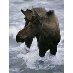 Moose Wounded Days Earlier by Wolves Seeks Safety in Fast Water Animal 