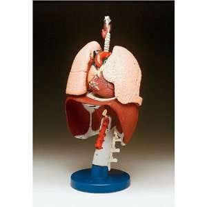  Respiratory Organs Anatomical Model Health & Personal 