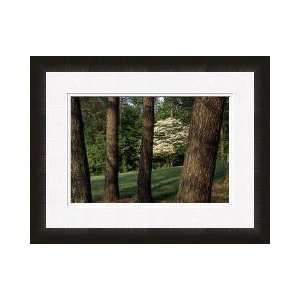 Dogwood Tree Bernheim Arboretum And Research Forest Kentucky Framed 