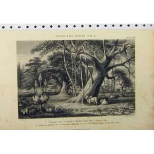    C1890 Banyan Tree Camphor Tree Monkey Bread Country