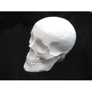 Plastercraft unpainted no fire use acrylic paints large skull 8w 7h