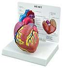NEW 3B Scientific Anatomical Human Heart Cardiac Model  