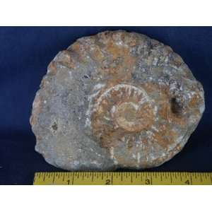 Ammonite Fossil (Morocco), 2.10.1 