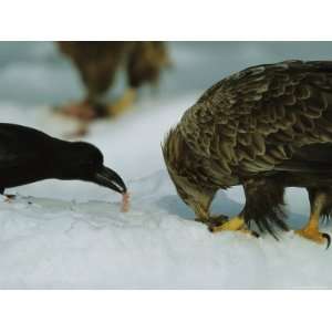  An Endangered White Tailed Sea Eagle Eating Alongside a 