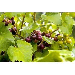  Hirts Dixie Red Muscadine Grape Plant   Self Fertile 