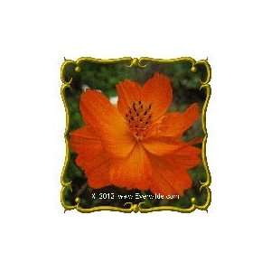  Cosmos Dwarf Orange   Jumbo Wildflower Seed Packet (500 