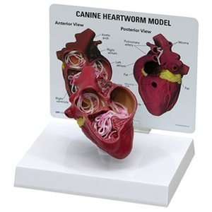  Canine/Dog Heart w/ Heartworm Anatomy Model #9150 Pet 