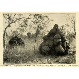  1898 Print Kimberley Giant White Ant Mounds Derby 