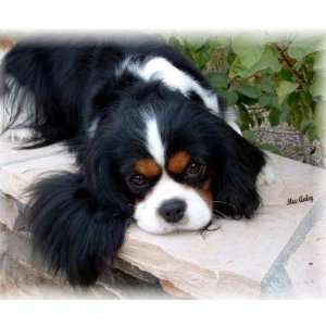  King Charles Spaniel mouse pad