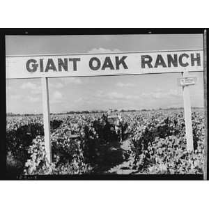   Giant Oak Ranch Vineyard,Tulare County,California,1938