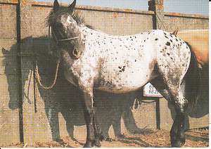 APPALOOSA HORSE POSTCARD   TIGERSCHIMMEL  