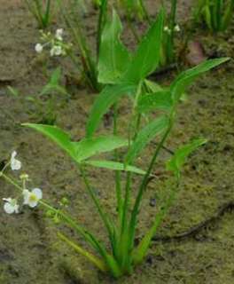   wetlands perennial that can grow in ponds, slow moving streams or very