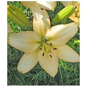  Lily   Asiatic   Yeti Patio, Lawn & Garden