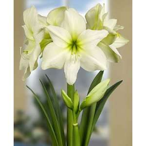  Lemon Star Amaryllis   1 Bulb   Lemon Yellow