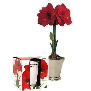  Red Amaryllis Complete Indoor Bulb Kit with Silver Pot in 