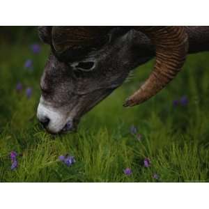  Close up View of a Bighorn Sheep Grazing in Jasper 