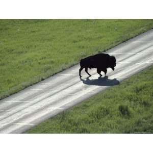  A Bison Bull Ambles Across Lamar Valley Road Stretched 