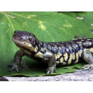  Arizona Tiger Salamander, Ambystoma Tigrinum Nebulosa 