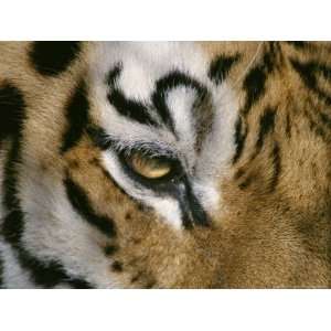 The Eye of a Tiger and Part of its Facial Markings National Geographic 