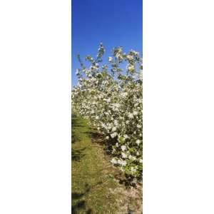  Apple Orchard in Bloom, Peshastin, Chelan County, Washington 