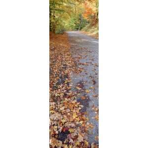  Autumn Leaves on a Road, Leland, Michigan, USA 