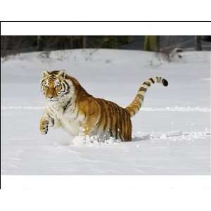  Siberian Tiger / Amur Tiger   in winter snow Photographic 