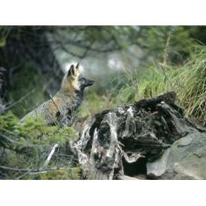  Gray Fox, Mt. Rainer, Washington Photos To Go Collection 