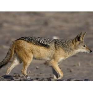 Black Backed Jackal, Skeleton Coast, Namibia, Africa Photographic 