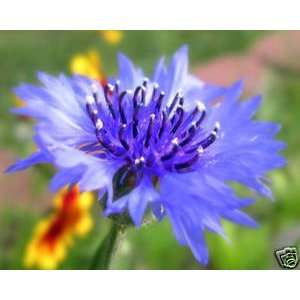  Centaurea Bachelors Button Blue Boy Nice Garden Flower 100 