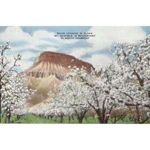  Vintage Postcard Peach Orchard in Bloom   Mt. Garfield in Background 