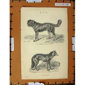   Antique Print C1800 1870 Tibet Dog Wolf Lupus Animals