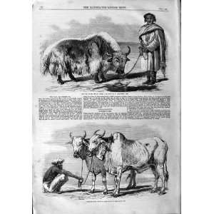  1859 YAK TIBET FOX GUZERAT OXEN ANIMALS ANTIQUE PRINT 
