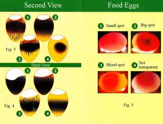 The use of the egg tester (ovoscope) allows to disclose badeggs at an 