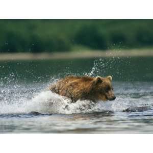  A Brown Bear Splashing Through Water While Hunting Salmon 