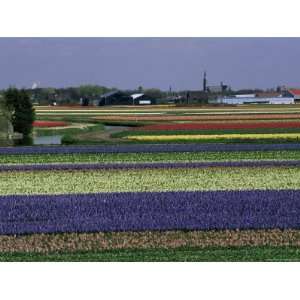  Tulip Fields, Sassenheim Vicinity, Holland Premium 