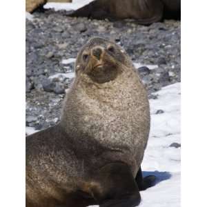  Fur Seals at Brown Bluff, Antarctic Peninsula, Antarctica 