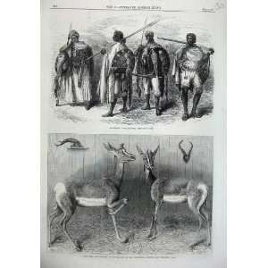   Abyssinian Warriors 1867 Antelopes Soudan Zoological