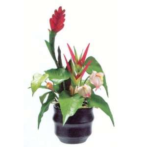  14.5 Ginger Flower/Anthurium Arrangement