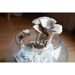 Grey Dove Oyster Mushroom Growing Kit 